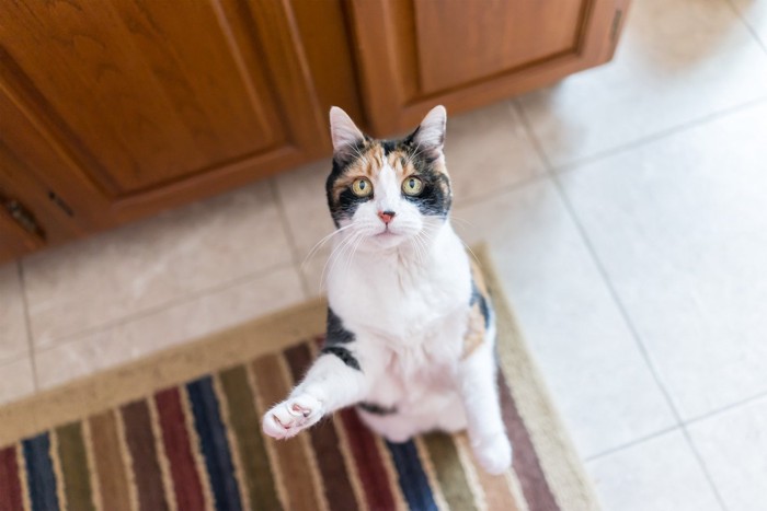立ち上がる三毛猫