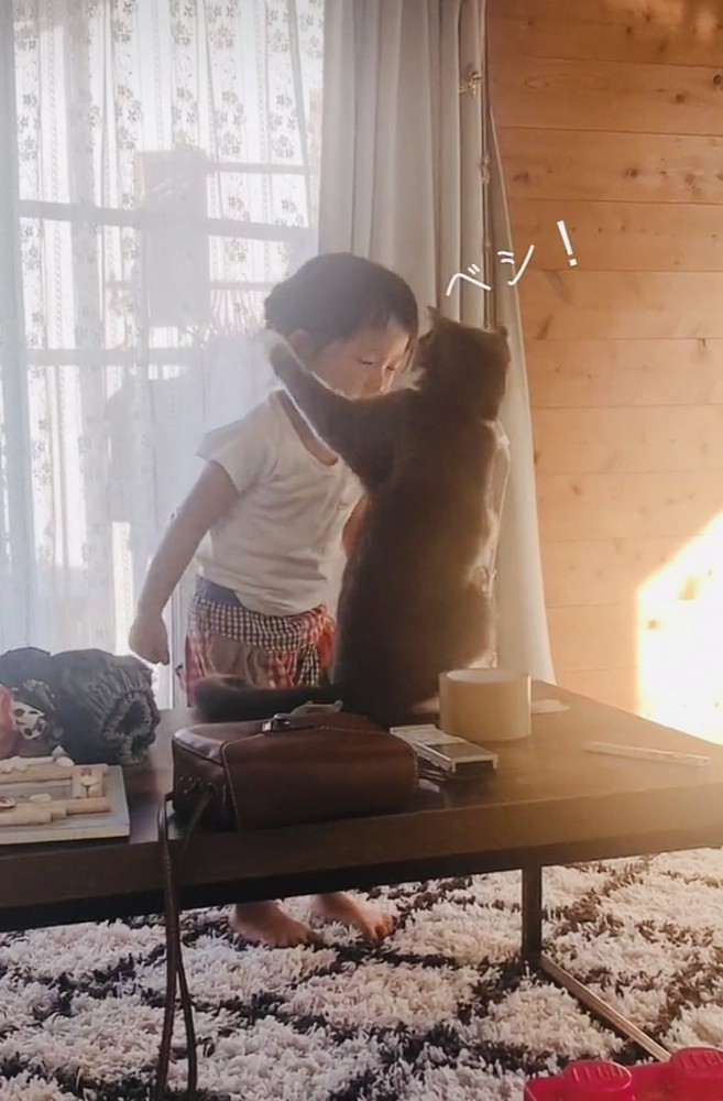 娘さんにパンチするブリティッシュショートヘア