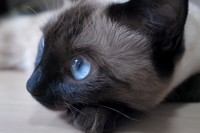 ソファの上で休む猫