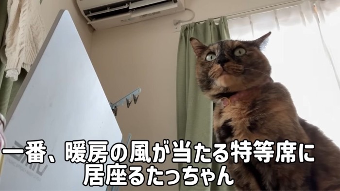 エアコンの風に当たる猫