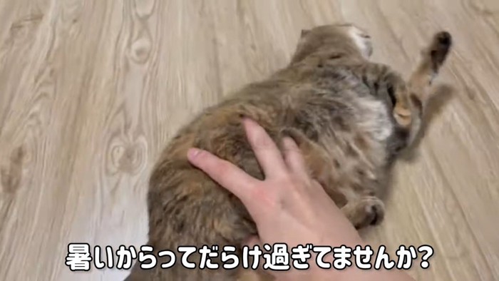 床の上を押される猫