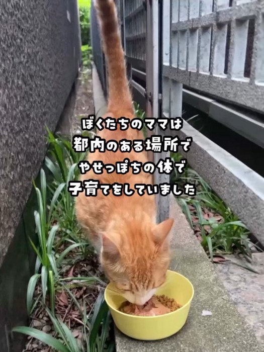 外でごはんを食べる猫
