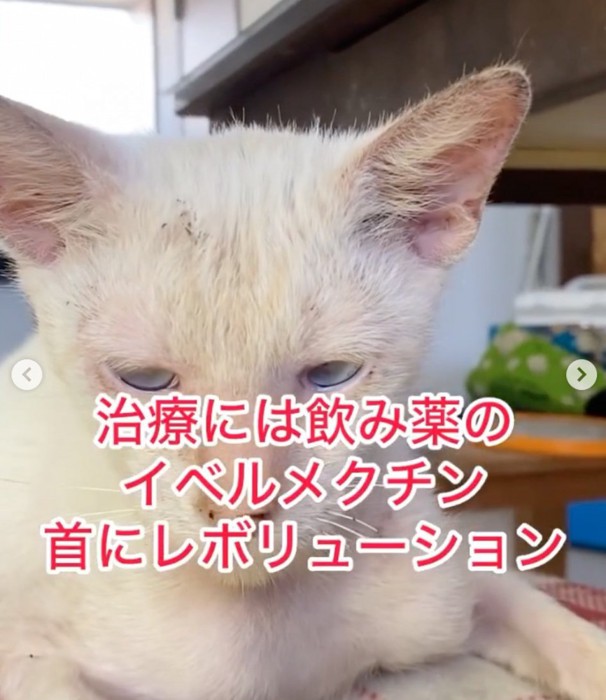 眠そうな子猫