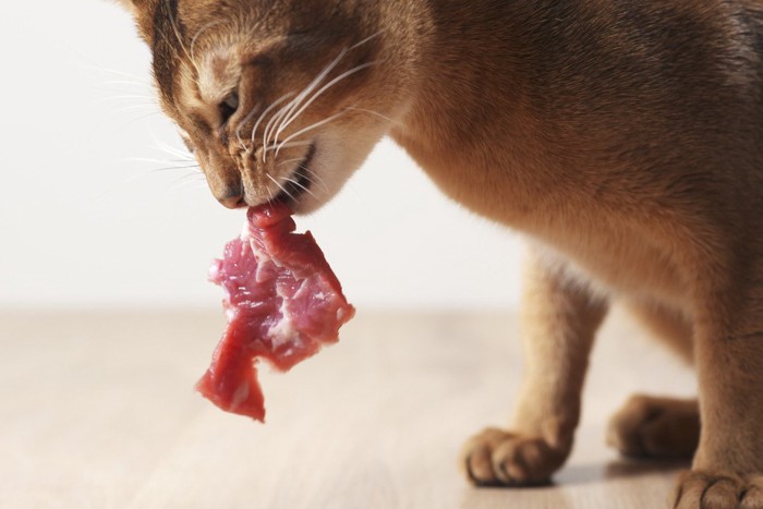 生肉を食べる猫