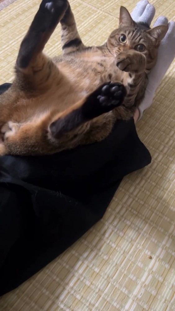 カメラ目線の猫