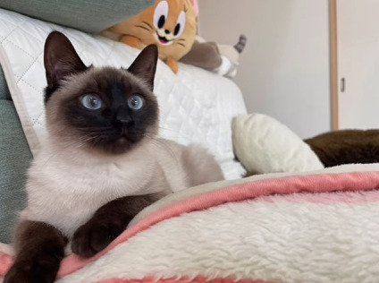 ベッドでくつろぐ猫