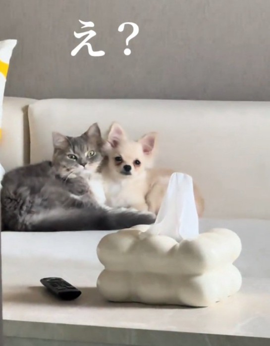 抱き合う猫と犬