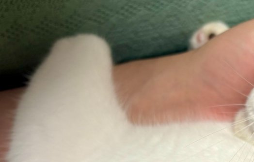 人の手を掴む猫の前脚のアップ