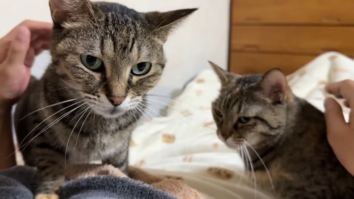 リリちゃんとリムちゃん