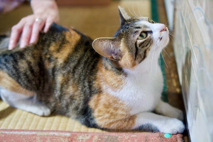 腰のあたりを撫でられる猫