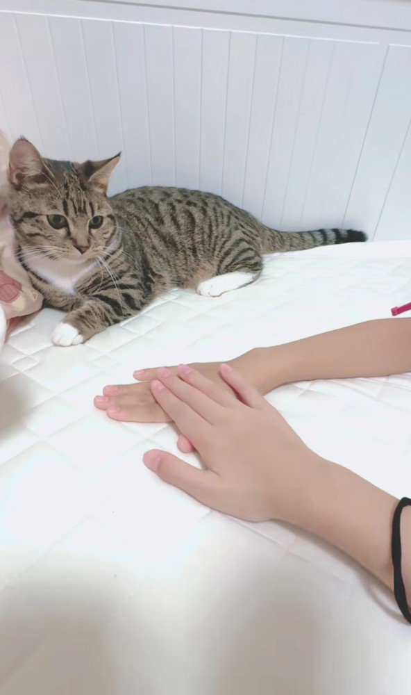 猫の前に出された手