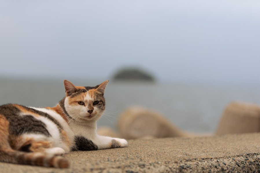 港にたたずむ三毛猫