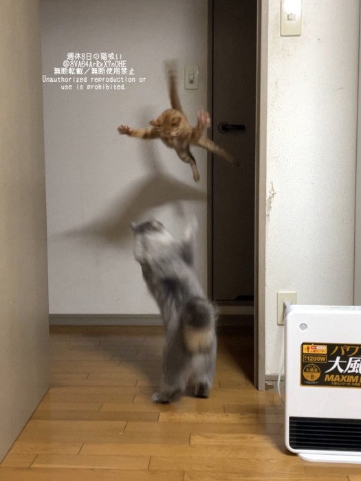 大ジャンプする麦芽ちゃん