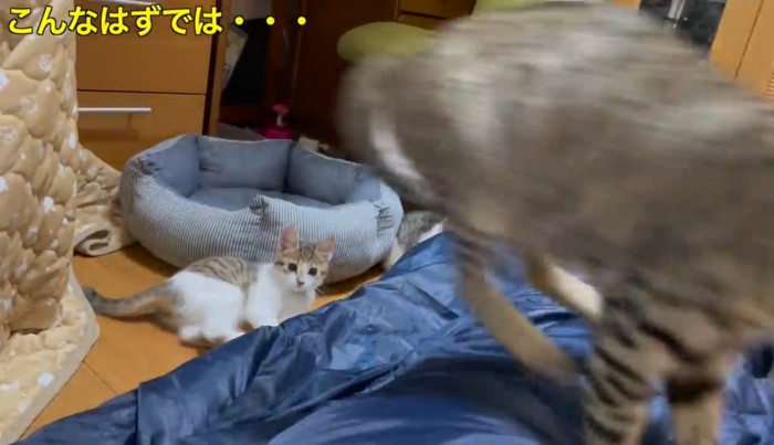 寝ている飼い主のお腹を踏みつける猫