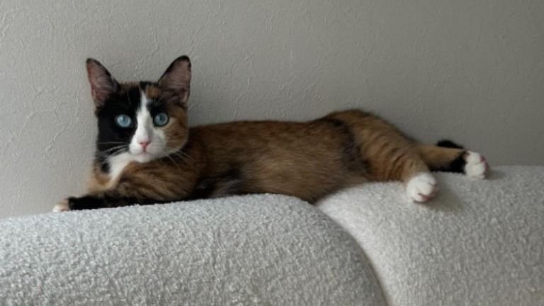 ソファに乗っている猫