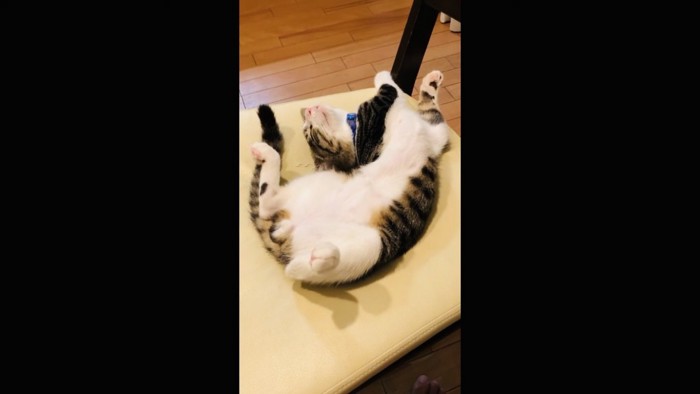椅子の上で仰向けで寝る仔猫