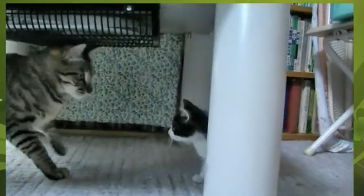 テーブルの下で向かい合う茶トラ猫と白黒猫