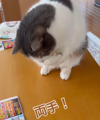 両前足を口元に付ける猫