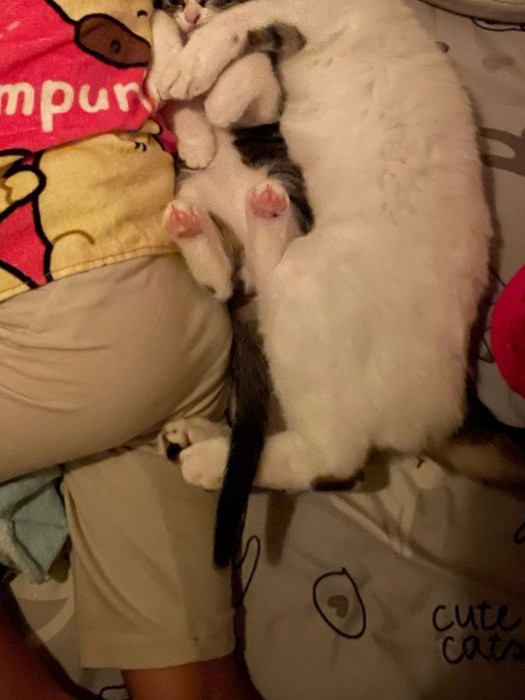 ぐっすり眠る4歳児に寄り添う猫2匹