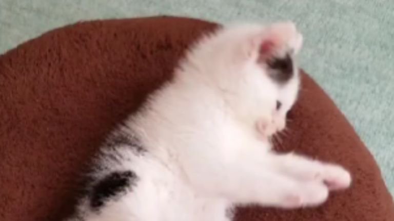 室内にいる子猫