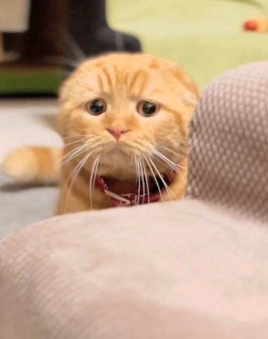 猫じゃらしを見つめる寅くん