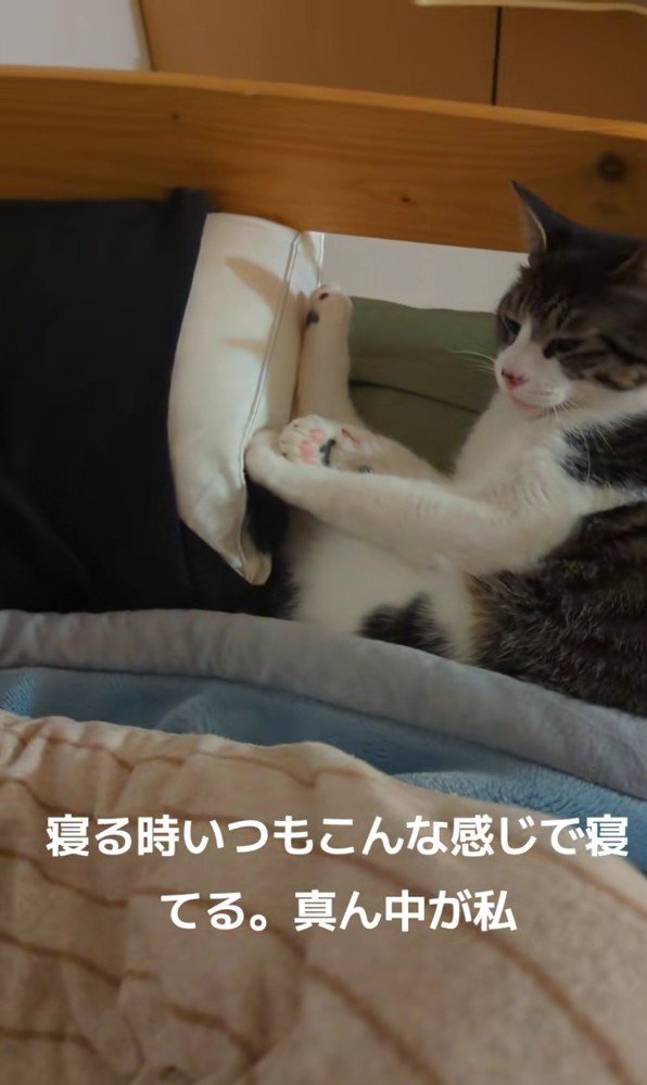 ベッドに寝そべる猫