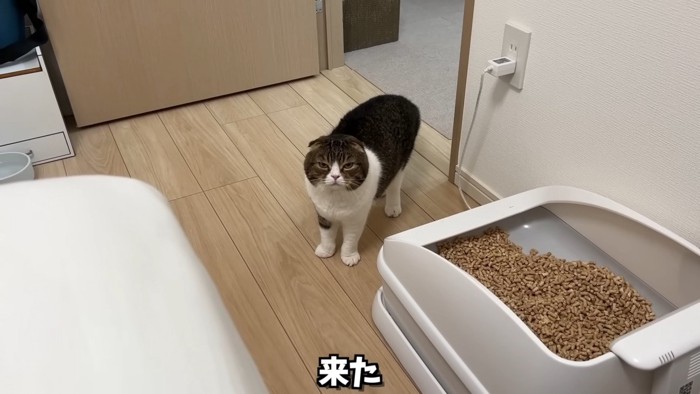 ママさんを見つめるぽこ太郎くん