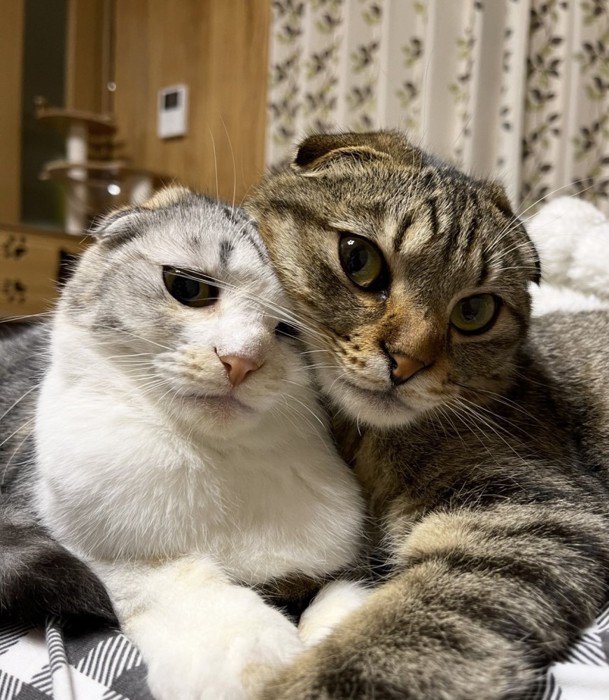 顔をくっつける2匹の猫