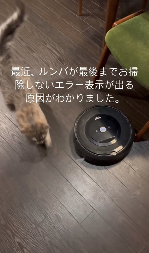 椅子の近くにあるルンバに駆け寄る猫