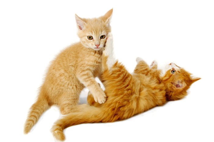 じゃれ合う2匹の子猫