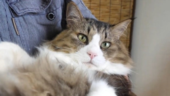 穏やかな表情を浮かべる猫の顔