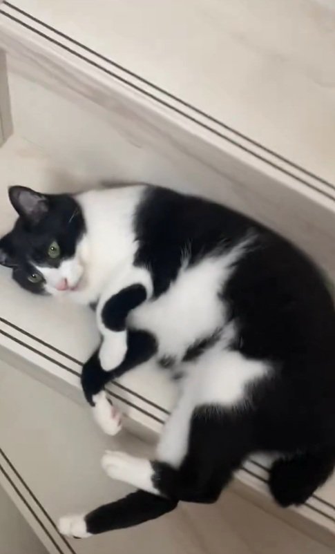 寝転がる猫