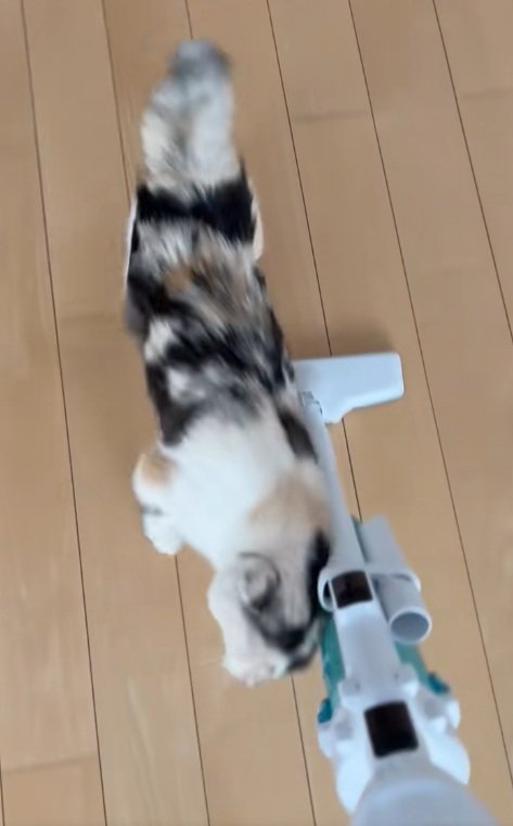 掃除機に背中をこすりつける三毛猫