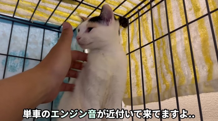 なでられる三毛猫