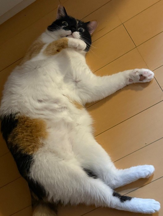 仰向けに寝そべる猫