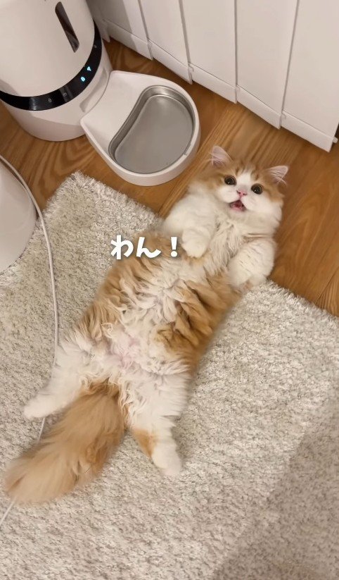 「わん」と鳴く子猫
