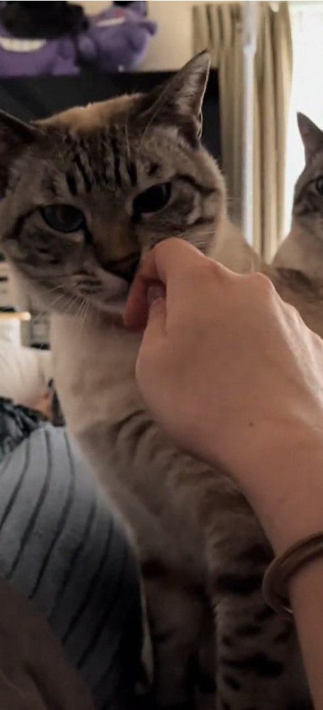 指を見つめる猫