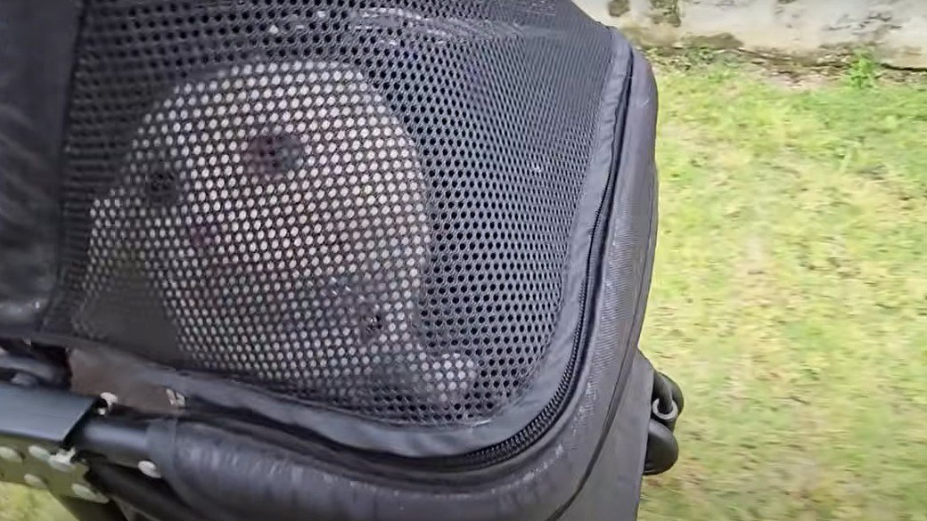 バギーに乗る猫