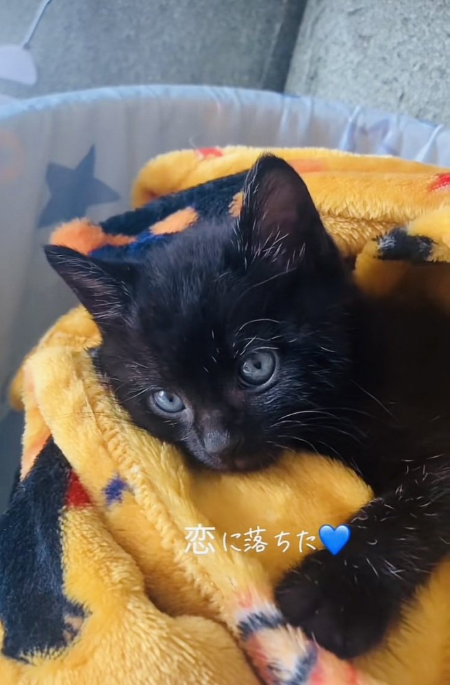 毛布の上でウトウトする赤ちゃん猫