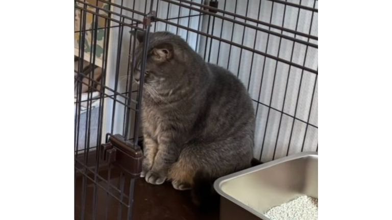 ケージの中にいる猫