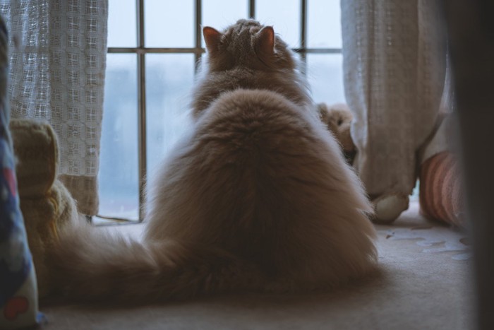 窓の外を見る猫