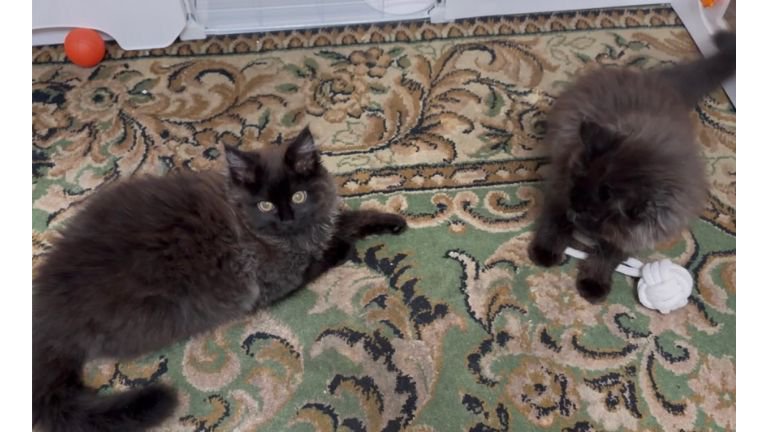 室内にいる猫たち