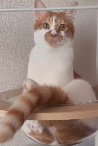 ボウルの中に入る猫