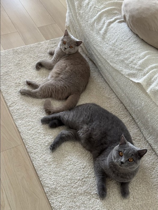 2匹の猫がお尻をつけてこちらを見ている