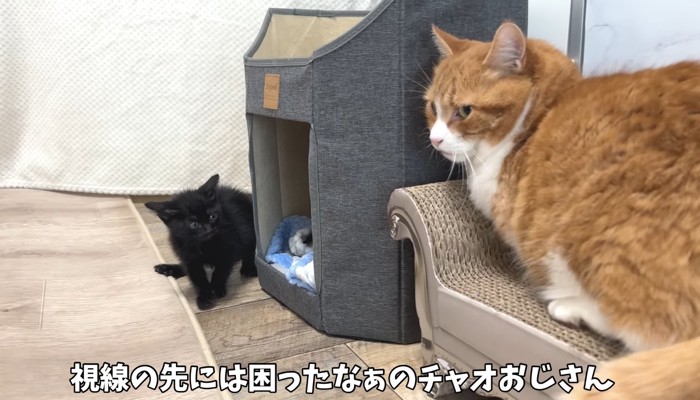 チャオおじさん