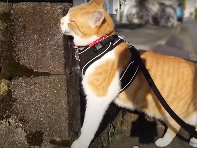 壁のニオイを嗅ぐ猫