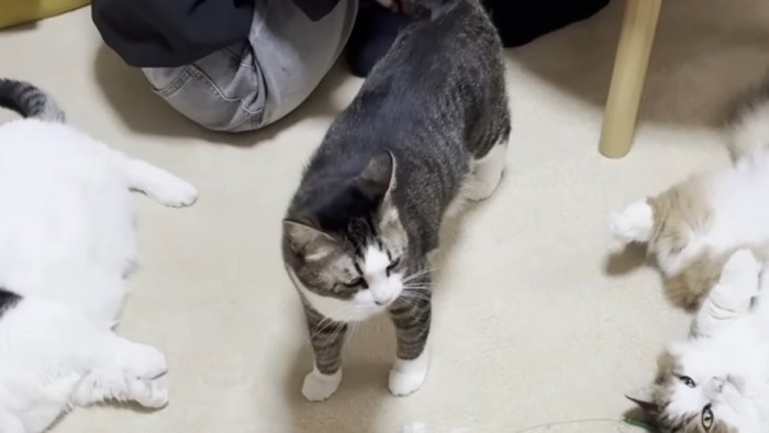 猫が立ち上がった瞬間