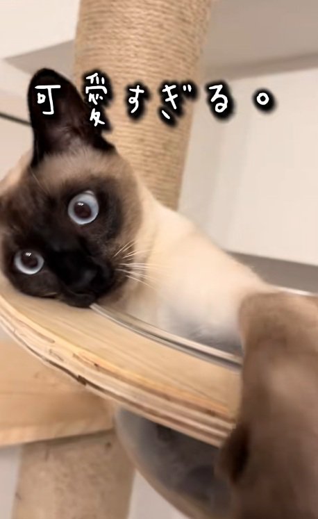 キャットタワーで横になるシャムネコ