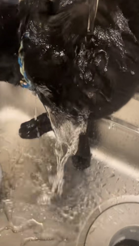 水を浴びる猫の写真2