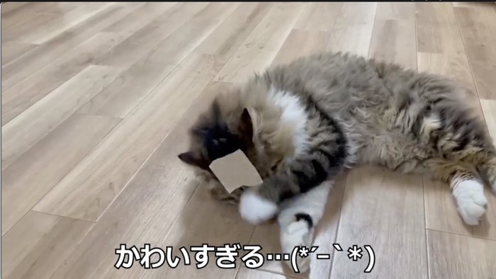 ガムテープを自力で外そうとする猫